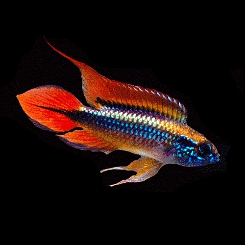 Apistogramma agassizii super red ML